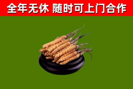 安仁烟酒回收冬虫夏草.jpg